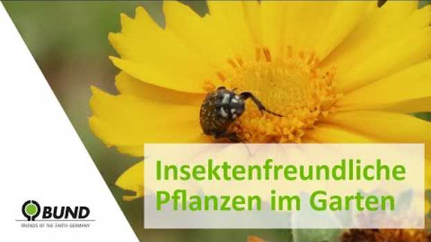 Video Tipps für einen Insektenfreundlichen Garten   türkçe