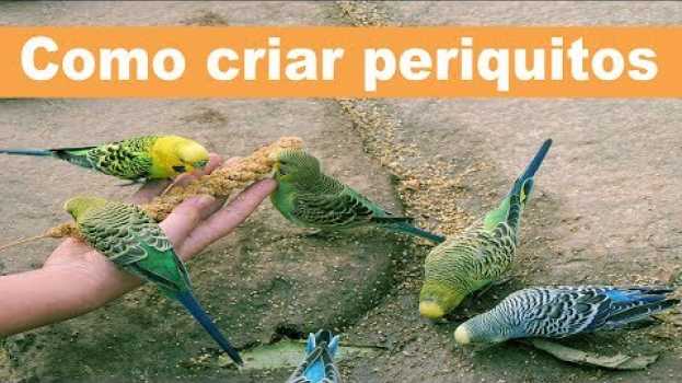Video Truco Para Criar Periquitos con Éxito y Muy Fácil su italiano