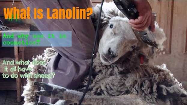 Video Lanolin: How Its Made, What's It Used For, & Overall...What Is It? en español