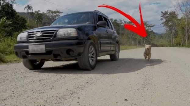 Video Abandonó a su mascota pero su hija les dio una gran lección   türkçe