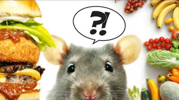Video Les meilleurs APPÂTS pour piéger les rats et souris ! su italiano