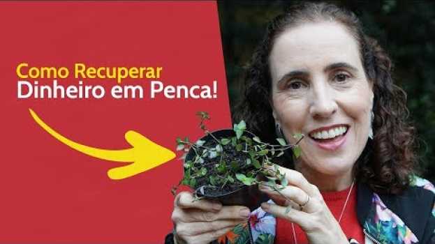 Video 💪 Como Recuperar Dinheiro em Penca | Nô Figueiredo in English