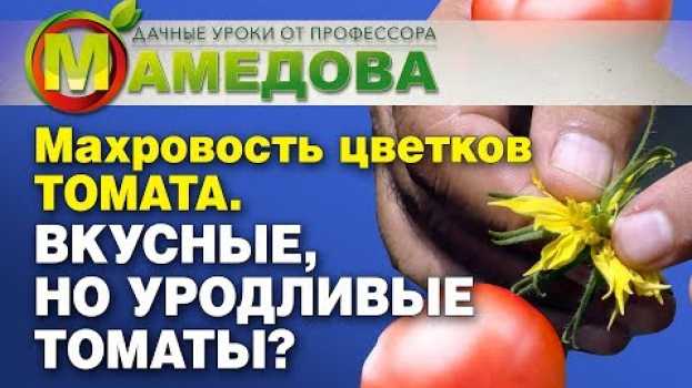 Video Махровость цветков ТОМАТА. Вкусные, но уродливые томаты? in English