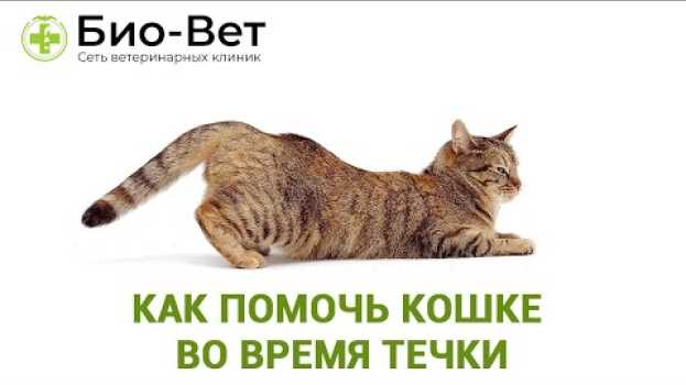 Video Течка У Кошек 😻 // Как Помочь Кошке Во Время Течки // Сеть Ветклиник Био-Вет su italiano