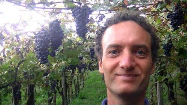 Video Come evitare che gli UCCELLI mangino l'UVA chicchi e grappoli per la vendemmia da vino rimedio   türkçe
