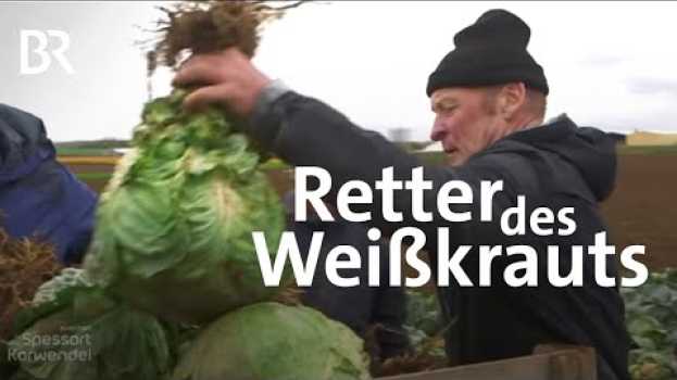 Video Unterpleichfelder Weißkraut: Revival einer alten Sorte | Zwischen Spessart und Karwendel | BR en español