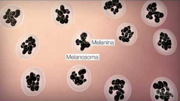Video Cómo obtenemos nuestro color de piel | Video HHMI BioInteractive su italiano