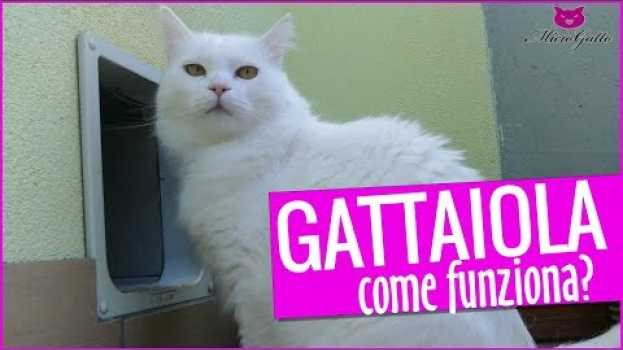 Video ❤ Come funziona una gattaiola? La mia esperienza ❤ en español