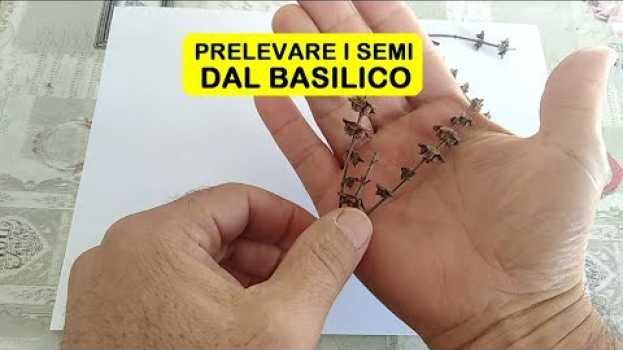 Видео PRELEVARE SEMI DAL BASILICO на русском