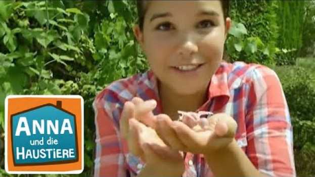 Video Sittiche | Information für Kinder | Anna und die Haustiere in English