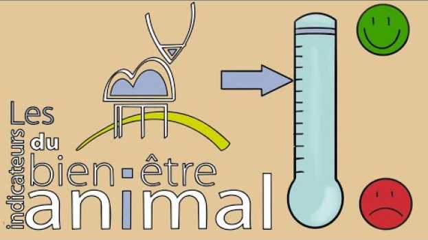 Video Les indicateurs du bien être animal - Le rendez-vous BEA #5 su italiano
