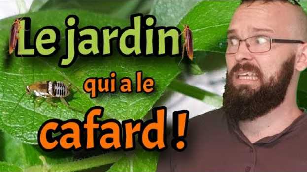 Video Pourquoi des cafards dans son jardin ? su italiano