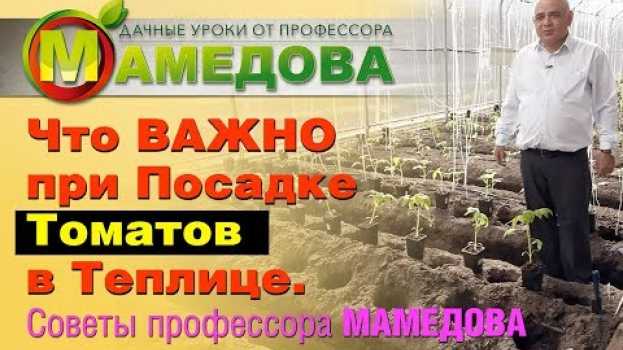Video 🍅 Что ВАЖНО при Посадке Томатов в Теплице. Советы Профессора Мамедова en español