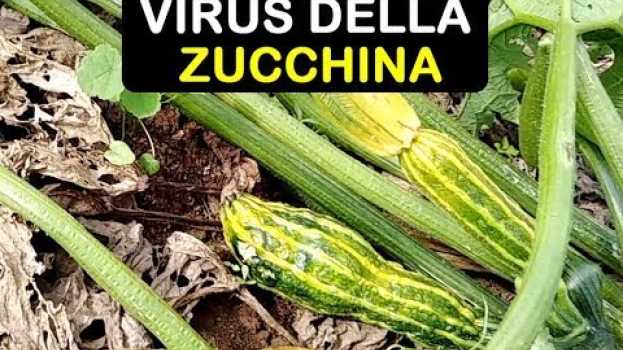 Video VIRUS DELLA ZUCCHINA po polsku