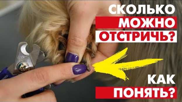 Video Когти у собак - сколько можно отстричь? Лучшее видео по стрижке когтей in English