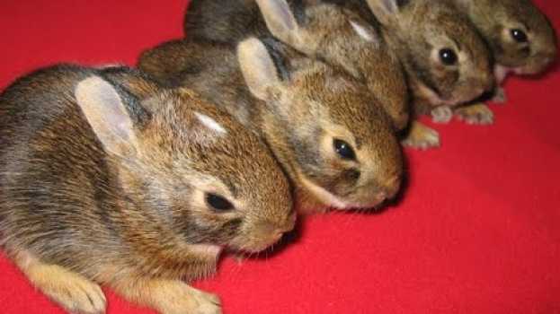 Video Found a bunny nest - here's what to do su italiano