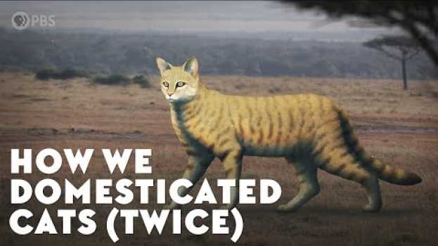 Video How We Domesticated Cats (Twice) en español