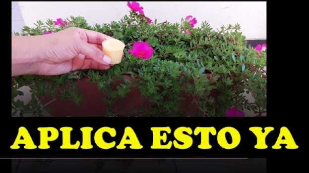 Video 🌹 Aplica esto a tus PLANTAS Y TE LO AGRADECERÁN, FERTILIZANTES CASEROS 🌴 🌱 auf Deutsch
