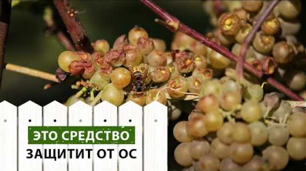 Video ЭТО средство защитит от ос на участке en español