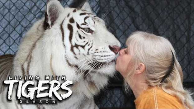 Video There's A Tiger In My Garden! | LIVING WITH TIGERS SEASON   türkçe