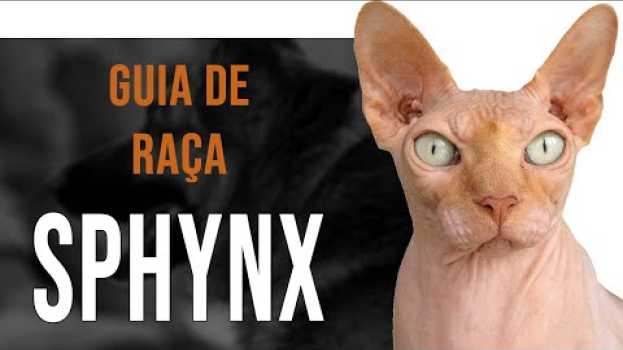 Video SPHYNX - Tudo sobre a raça em português