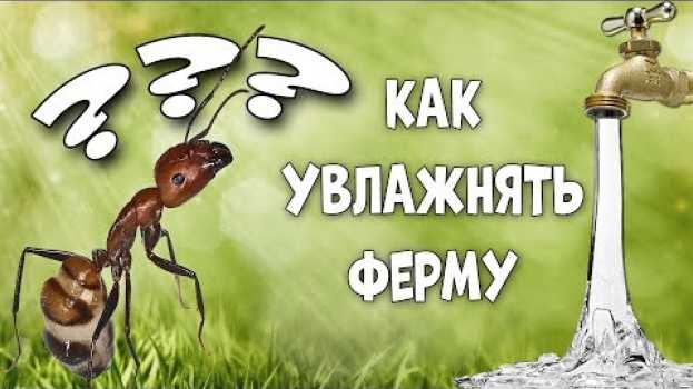 Video Как увлажнять муравьиную ферму? po polsku