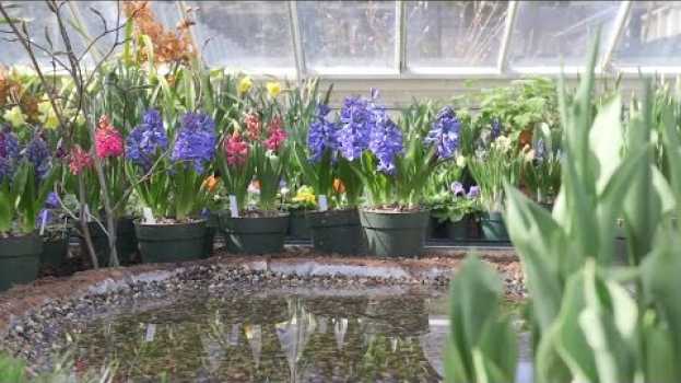 Video Spring is here! Mount Holyoke Spring Flower Show 2017 po polsku