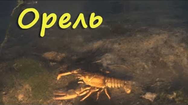 Video Есть Рыба и Раки. ПОДВОДНАЯ ОХОТА на реке ОРЕЛЬ. auf Deutsch