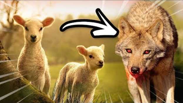 Video VEJA O QUE ACONTECE QUANDO UMA OVELHA SE AFASTA DO PASTOR! - Momento com Deus en français