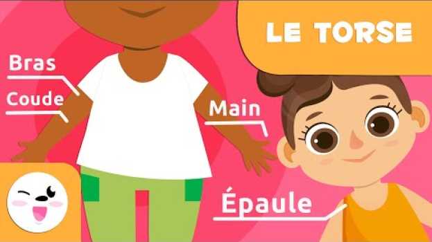 Video Les parties du corps humain | Le torse | Vocabulaire pour les enfants su italiano