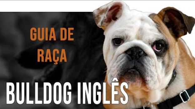 Video BULDOGUE INGLÊS - Tudo sobre  raça auf Deutsch