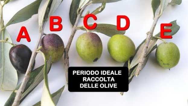 Видео QUANDO RACCOGLIERE LE OLIVE, vediamo il periodo giusto ed il grado di maturazione на русском