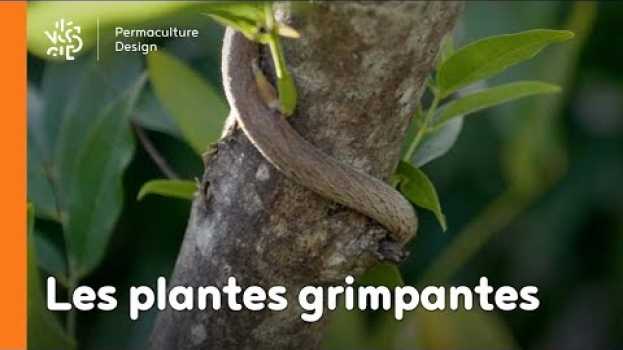 Video Introduction aux plantes grimpantes po polsku