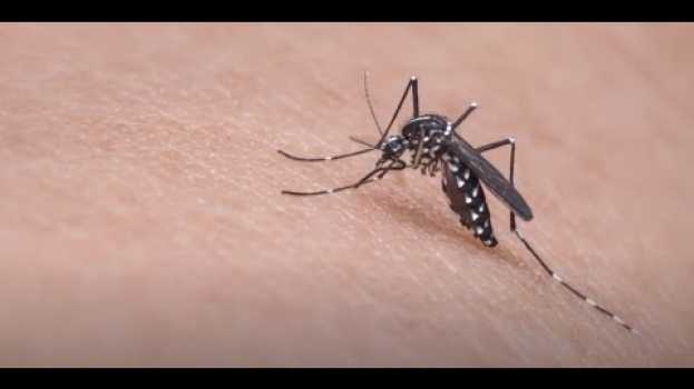 Video Stanford researchers anticipate rise of some mosquito-borne diseases em português