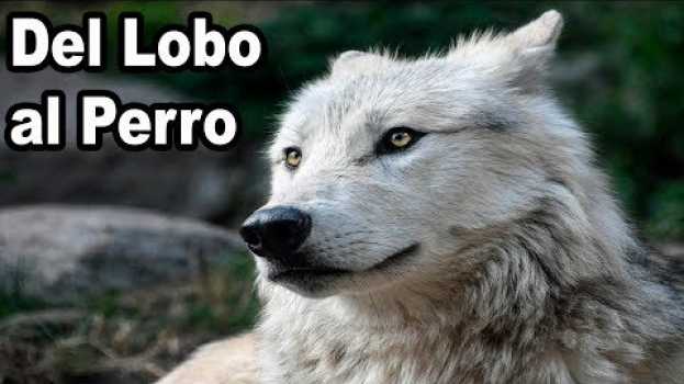 Video Como fue la Domesticación Del Perro en la Prehistoria po polsku
