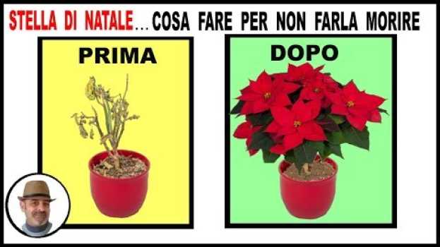 Video STELLA DI NATALE, COSA FARE PER FARLA DURARE TUTTO L'ANNO, Poinsettia, Cultivo de flor de pascua in English