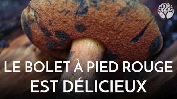 Video Le bolet à pied rouge, bleuissant est un régal bien cuit en español