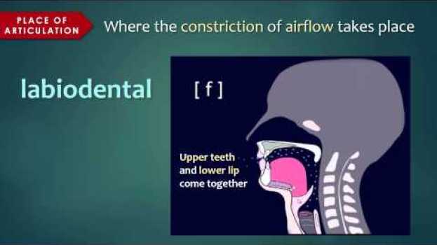 Видео Introduction to Articulatory Phonetics (Consonants) на русском