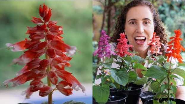 Video COMO CULTIVAR ALEGRIA-DOS-JARDINS | Nô Figueiredo in English