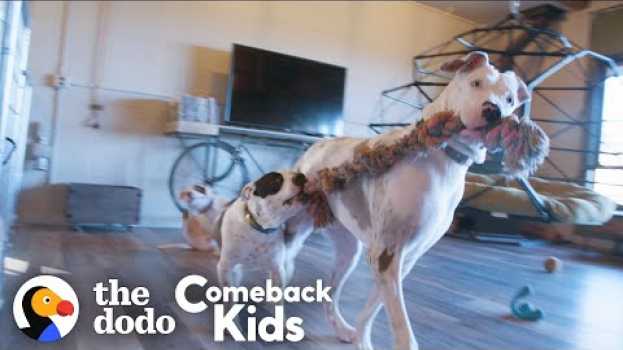 Video 119-Pound Dog With Bad Feet Had To Tiptoe Everywhere — Watch Her Run! | The Dodo Comeback Kids in English