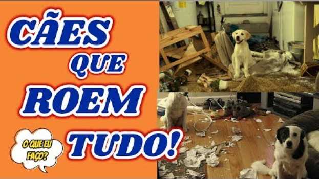 Video Meu cachorro destrói tudo que vê pela frente, e agora? auf Deutsch
