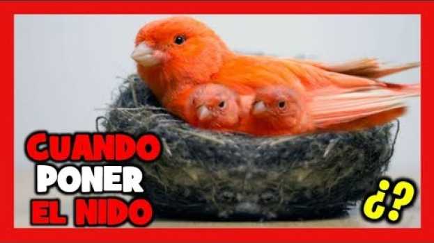 Video CUANDO PONER EL NIDO A LOS CANARIOS PARA LA CRIA DE CANARIOS 🐤 CRIA DE CANARIOS PASO A PASO auf Deutsch