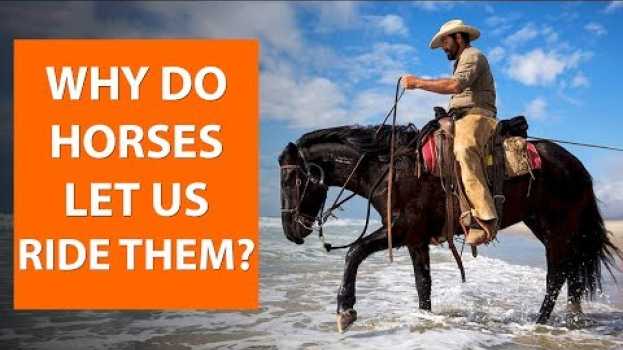 Видео Why do horses let us ride them? | Horse Facts на русском