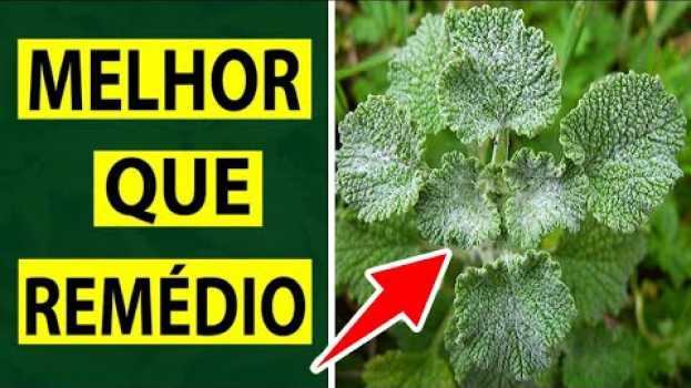 Video Isso Limpa o FÍGADO e PULMÃO, é ÓTIMO Para Cólicas, Inchaço, Hipertensos e Mais ! en français