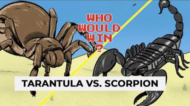 Video Ever wondered who’d win in a fight between a scorpion and tarantula? A venom scientist explains en español