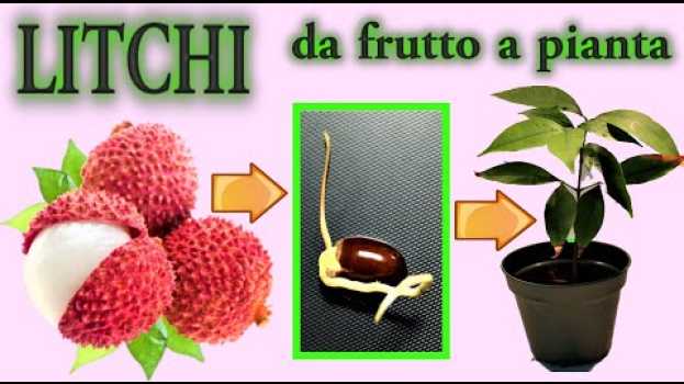 Видео LITCHI fai nascere una piantina a costo zero, dagli scarti del frutto на русском