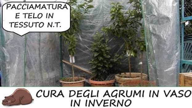 Video Come proteggere gli agrumi in vaso in inverno en español