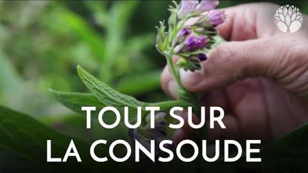 Видео Tout sur la grande consoude ! на русском