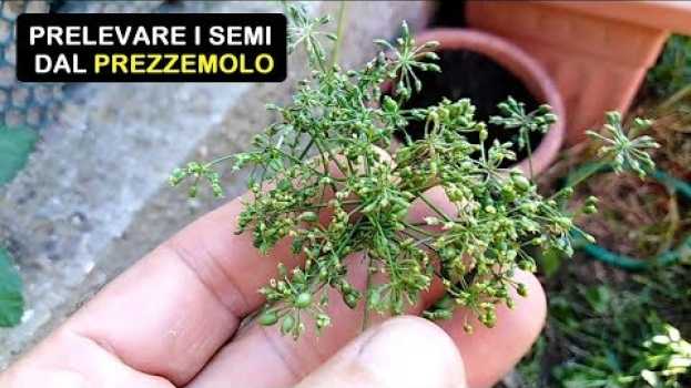 Video COME PRELEVARE I SEMI DEL PREZZEMOLO po polsku