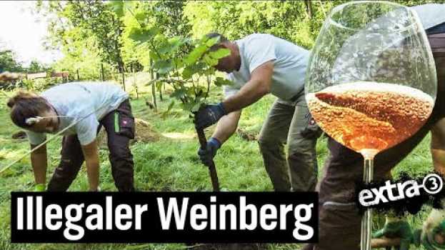 Video Der Reale Irrsinn: Weinberg in Celle wird platt gemacht | extra 3 | NDR po polsku